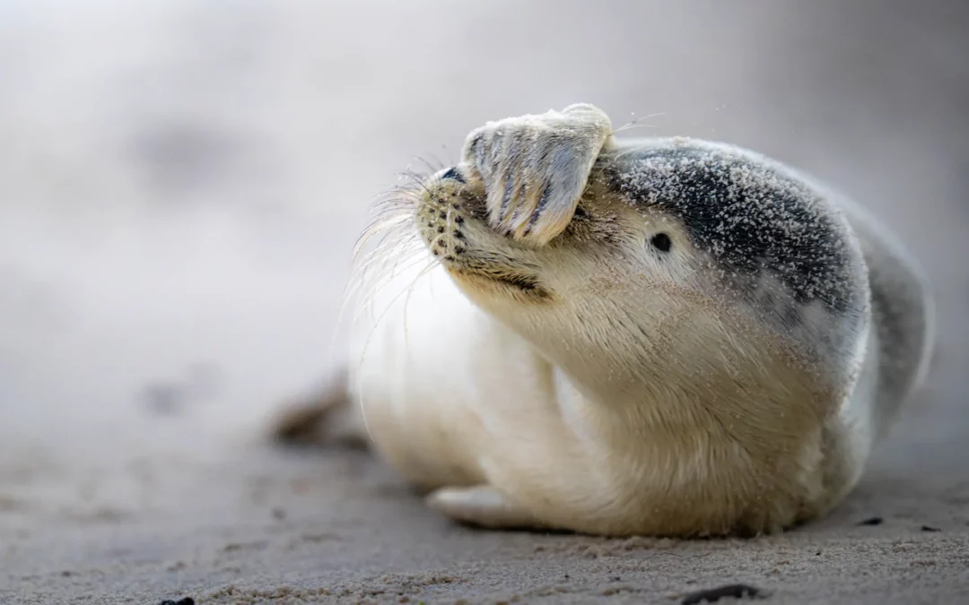 Les animaux de Scandinavie