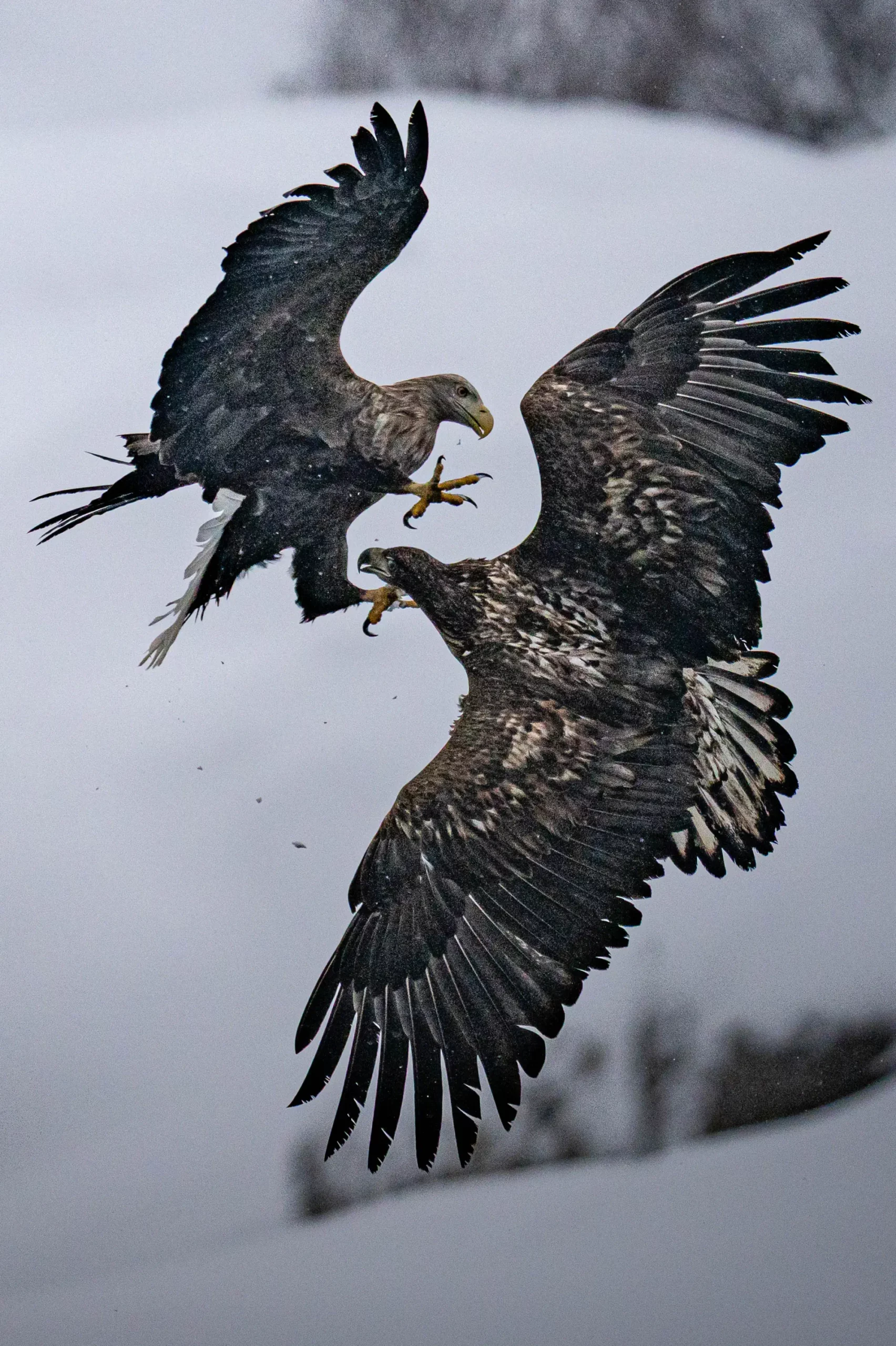 NPA46