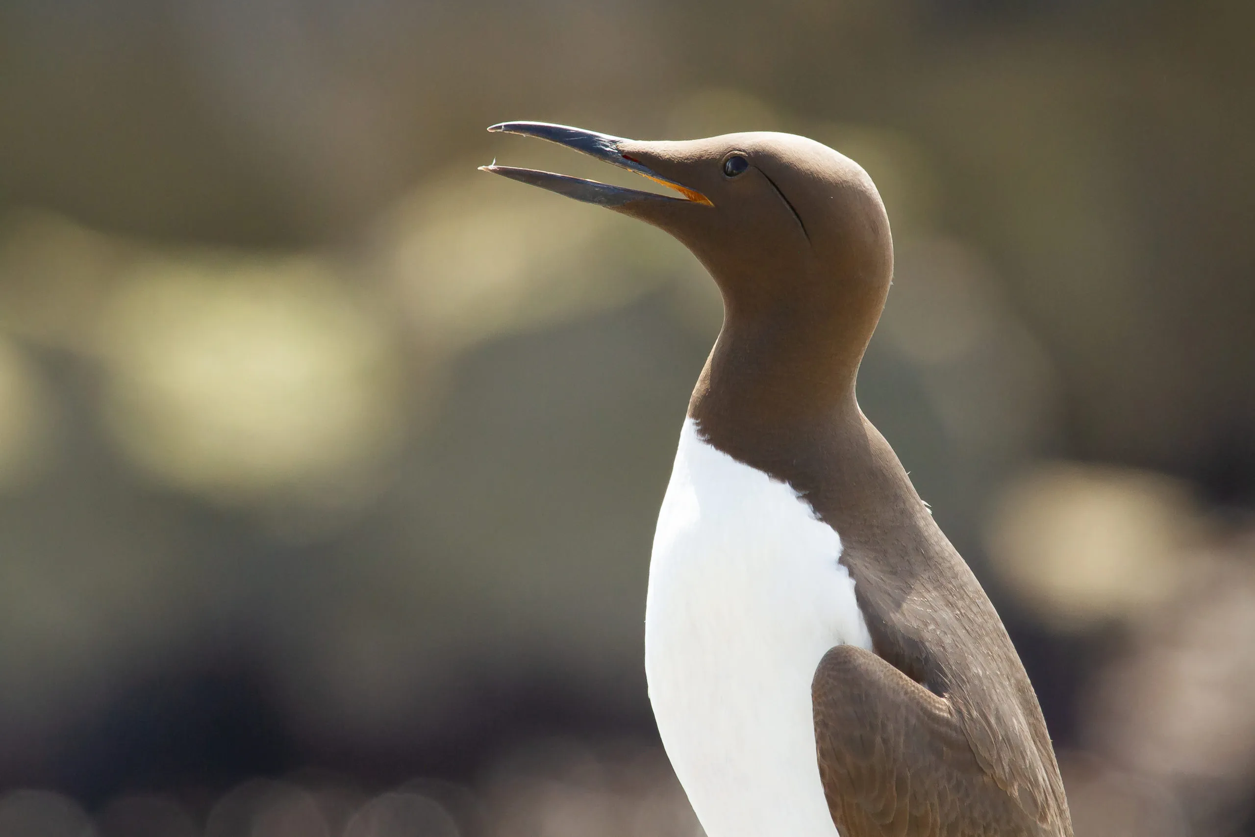 a-closeup-shot-of-a-white-and-brown-common-murre-o-2025-10-17-06-48-04-utc-scaled