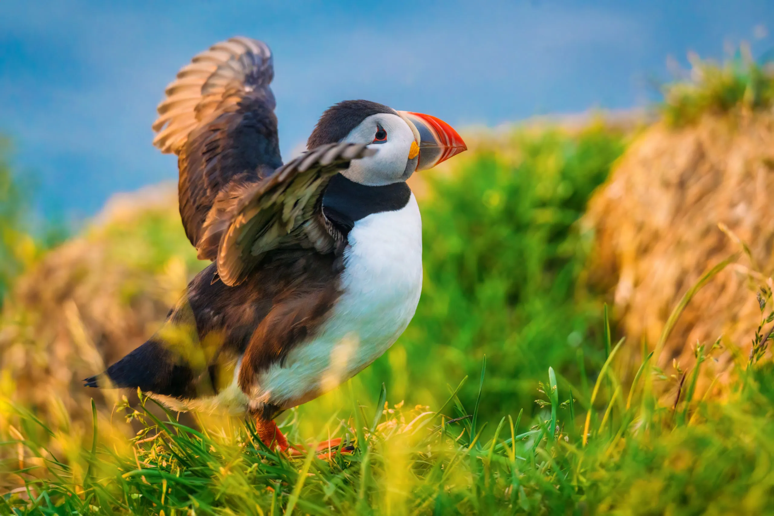 atlantic-puffin-bird-or-common-puffin-living-on-co-2025-03-26-05-03-15-utc-scaled