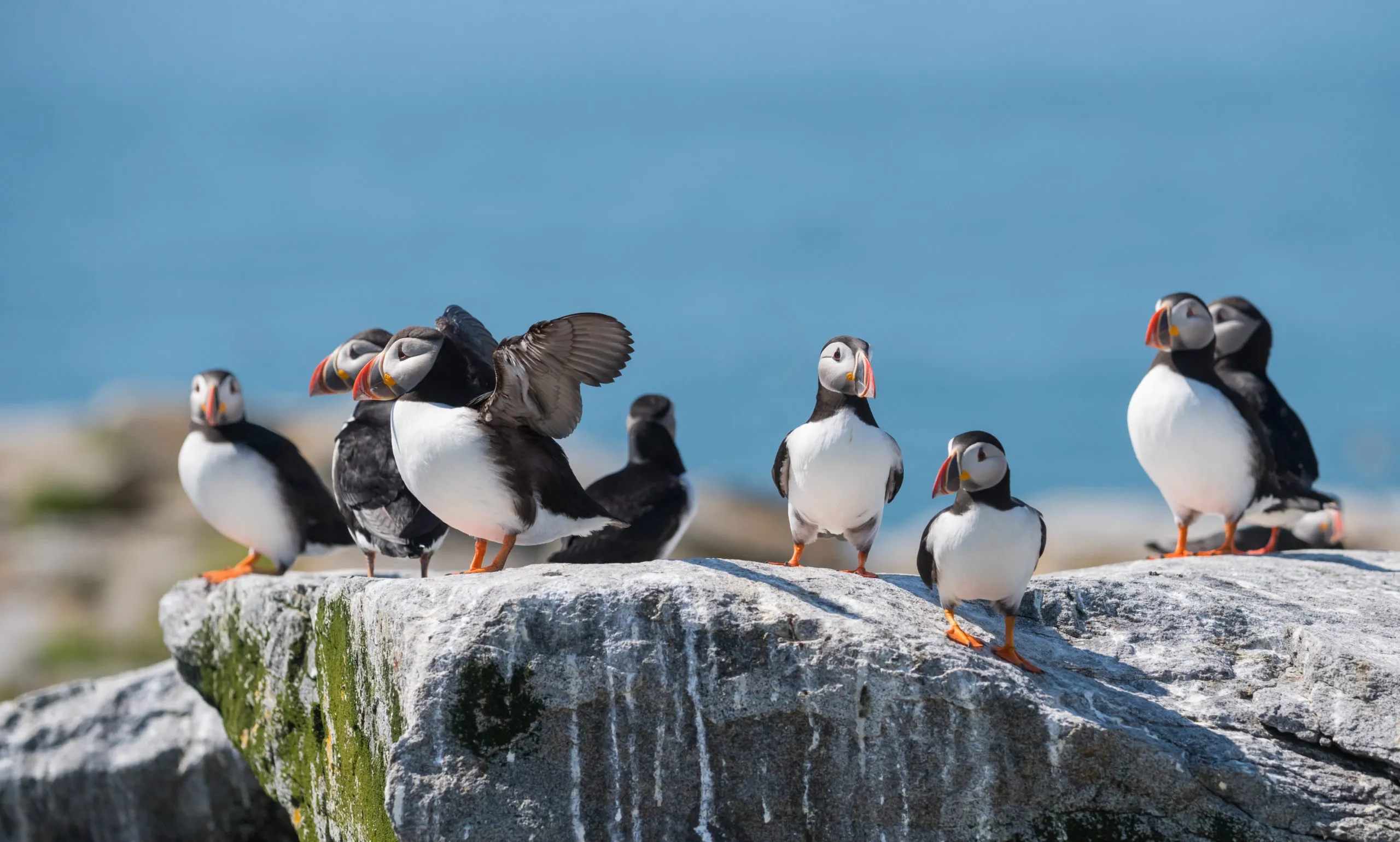 atlantic-puffin-portrait-in-maine-2025-03-09-05-09-01-utc-scaled