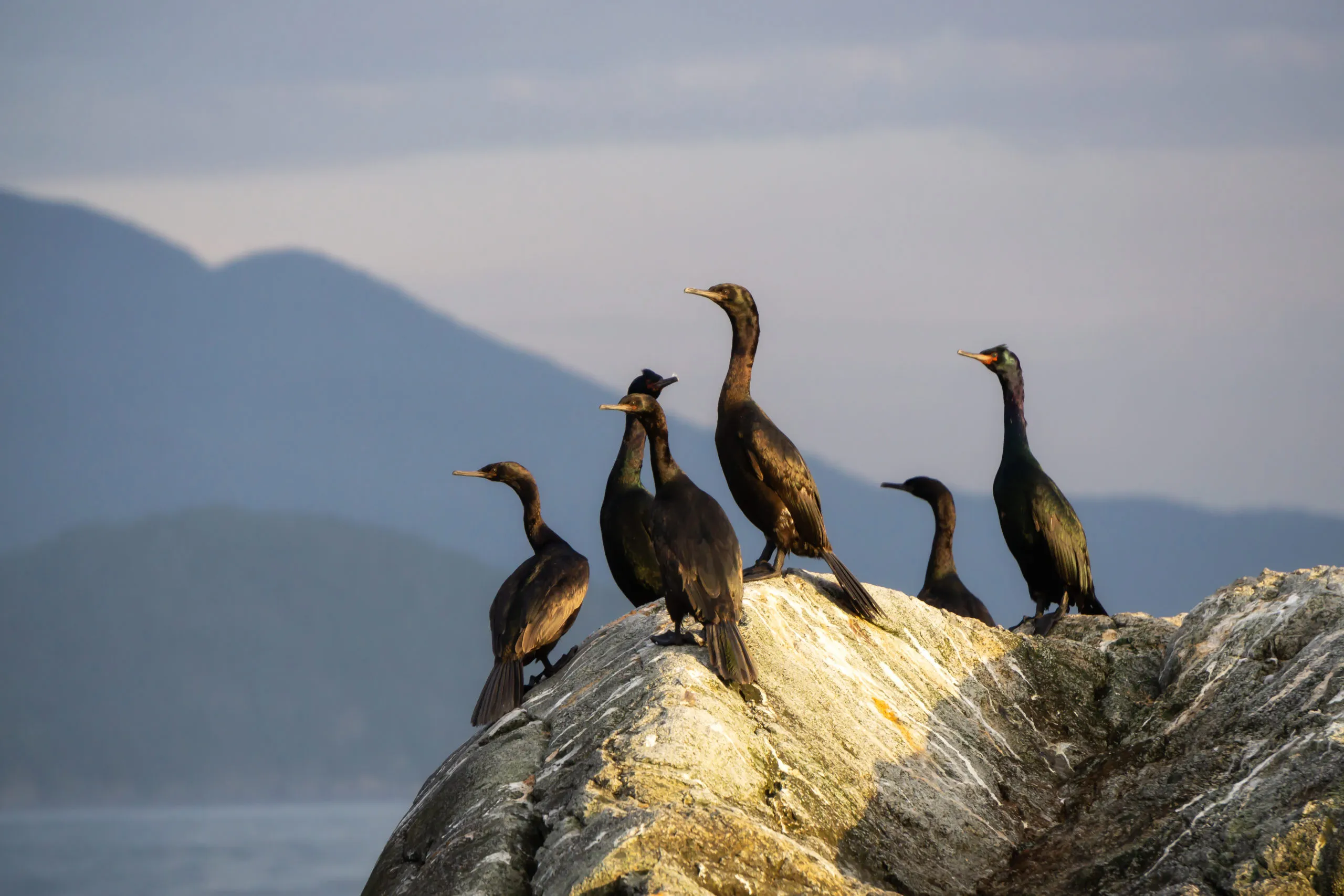 birds-on-a-rocky-island-on-a-pacific-ocean-west-co-2025-03-13-09-12-36-utc-scaled