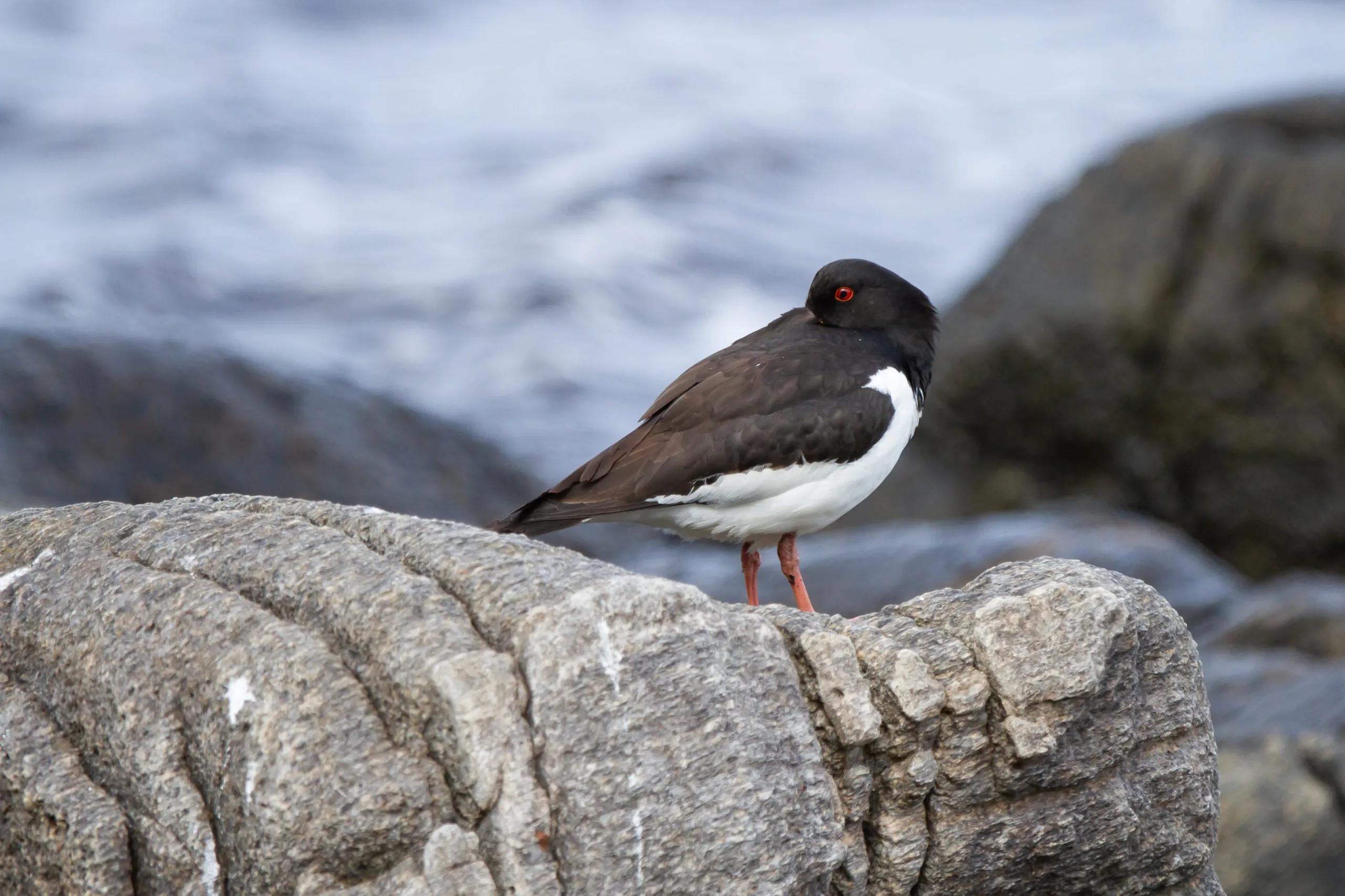 closeup-shot-eurasian-oystercatcher-bird-standing-rock-runde-island-norway-scaled