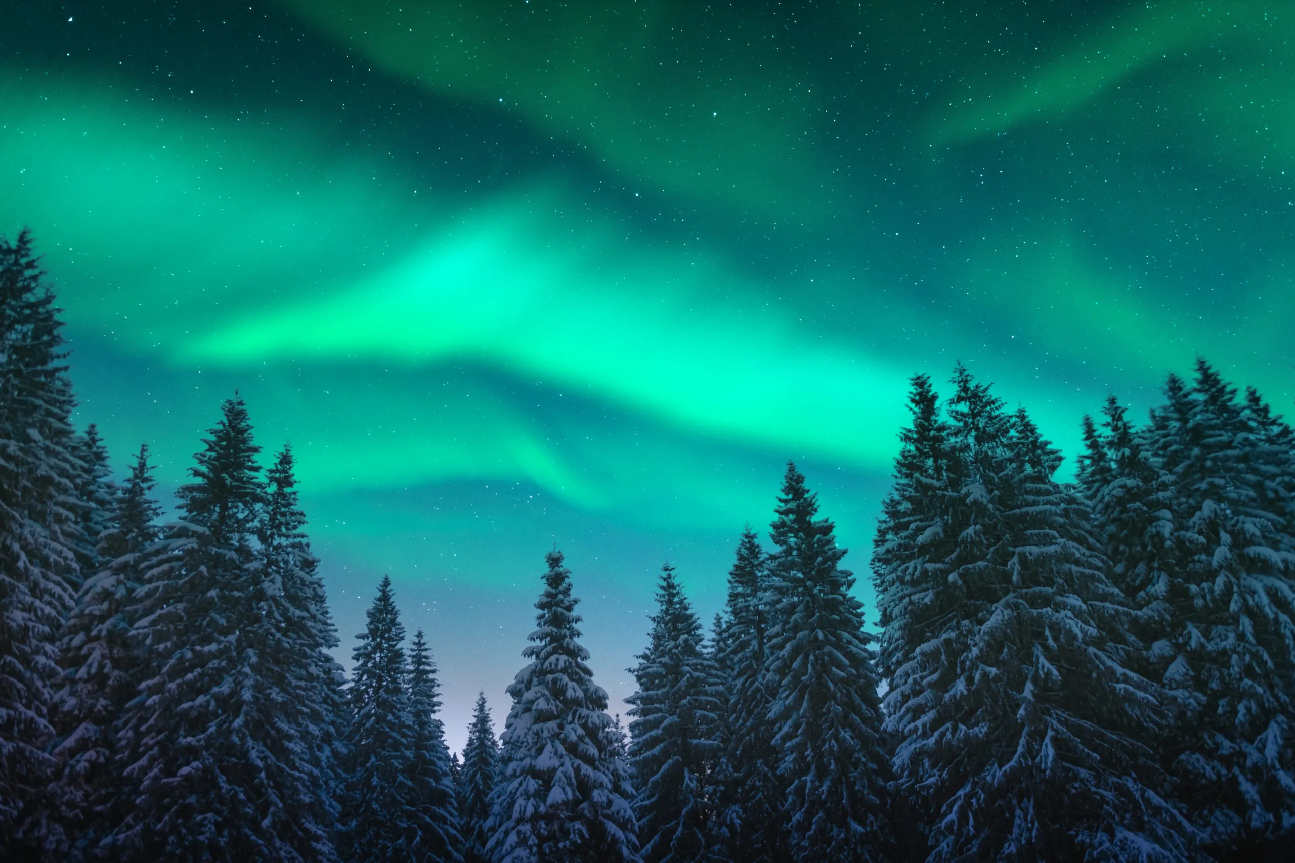 northern-lights-in-winter-forest-2025-02-21-08-13-29-utc-scaled