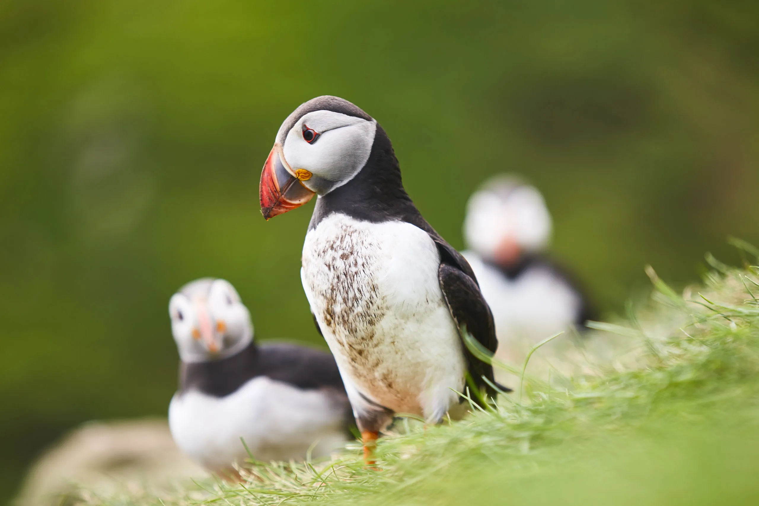 puffins-on-mykines-cliffs-with-green-background-f-2025-01-28-02-28-12-utc-scaled