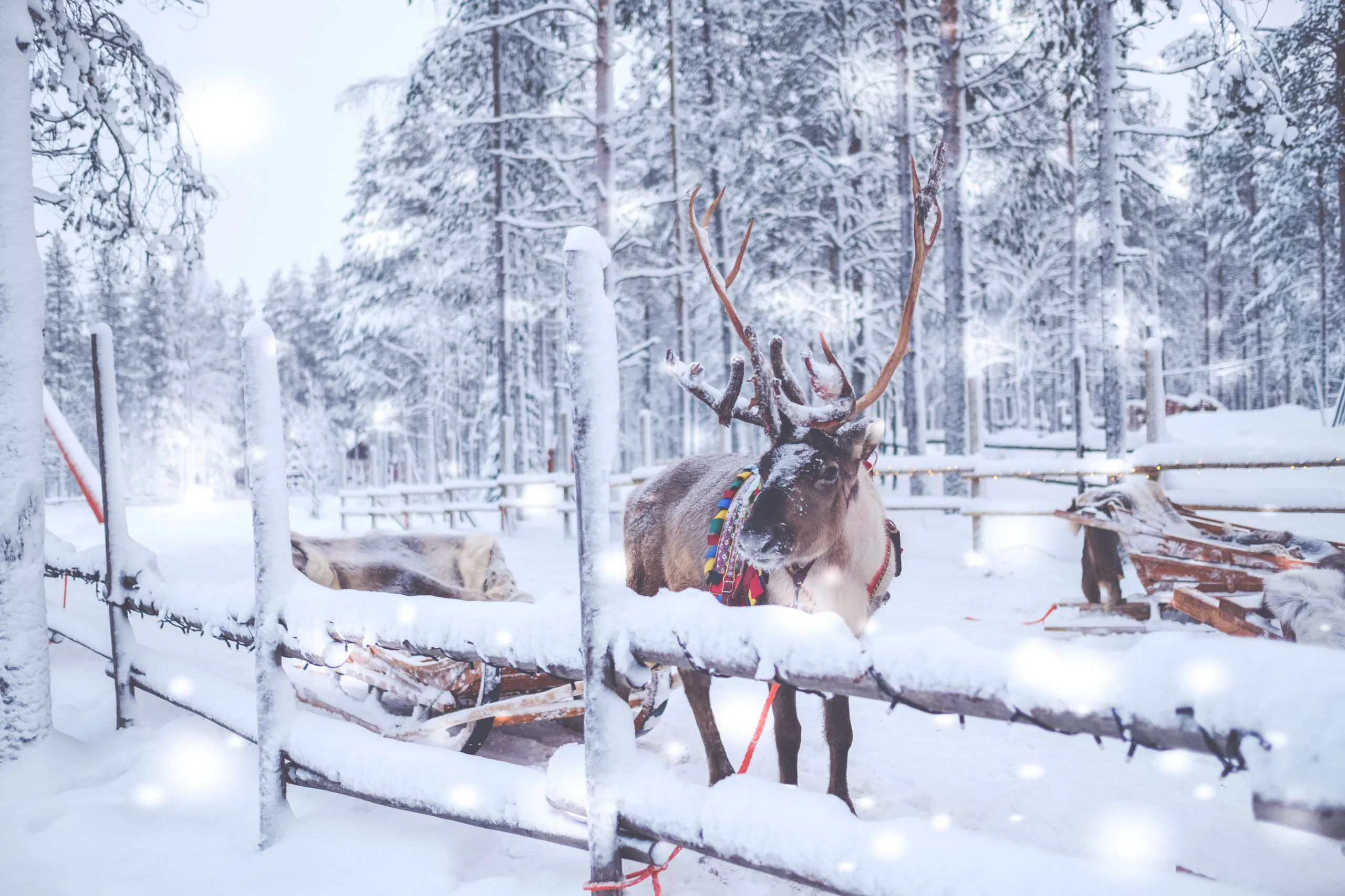 reindeers-in-a-winter-landscape-2025-10-14-07-03-53-utc-scaled