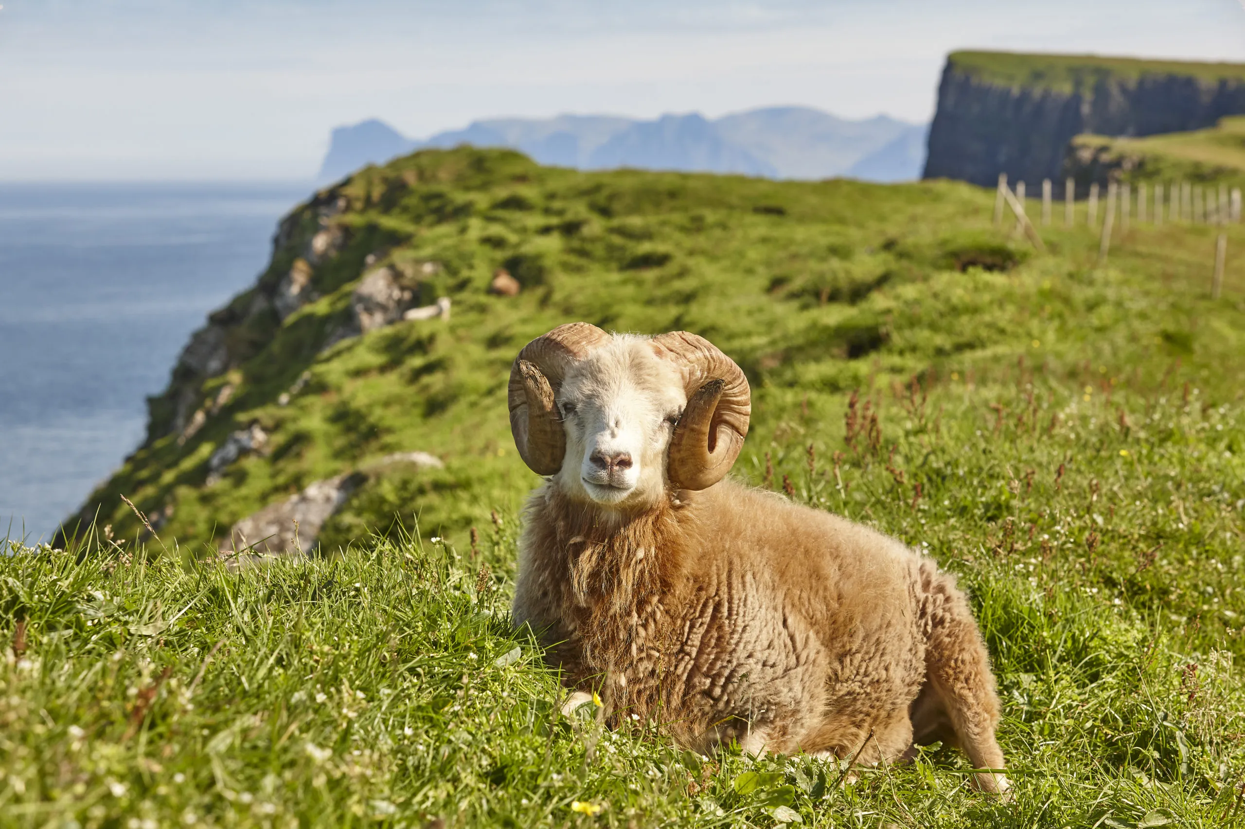 sheep-lamb-grazing-on-the-faroe-islands-green-mead-2025-01-28-02-48-21-utc-scaled